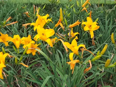 Daylily flowers