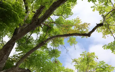 Tree branches and sky